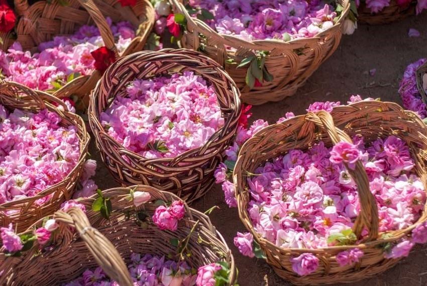 آیین گلاب گیری کاشان جهانی شد 